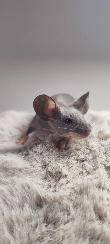 Fancy mouse Breeder Mus musculus 