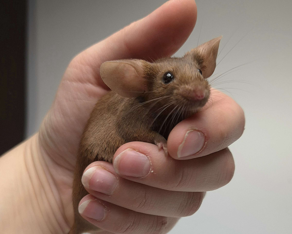 Fancy mouse Pet only Mus musculus 