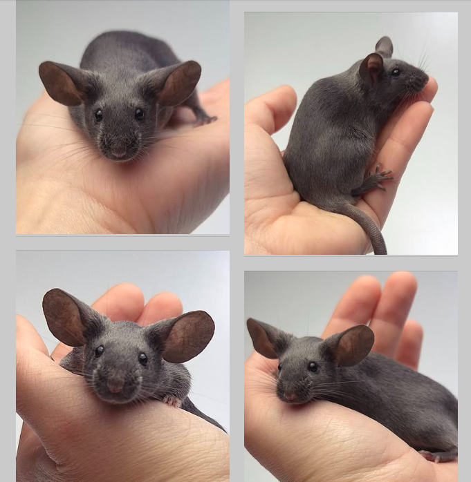 Fancy mouse Pet only Mus musculus 