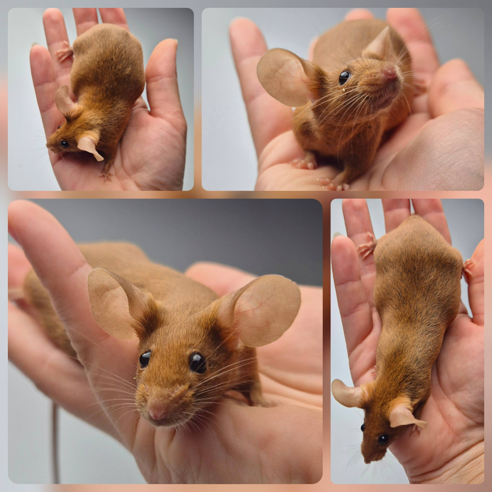 Fancy mouse Pet only Mus musculus 
