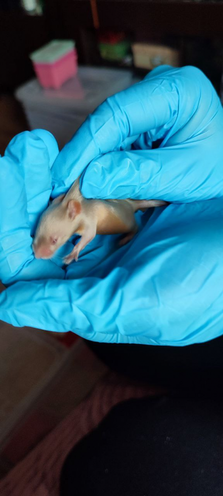 Fancy mouse Breeder Mus musculus 