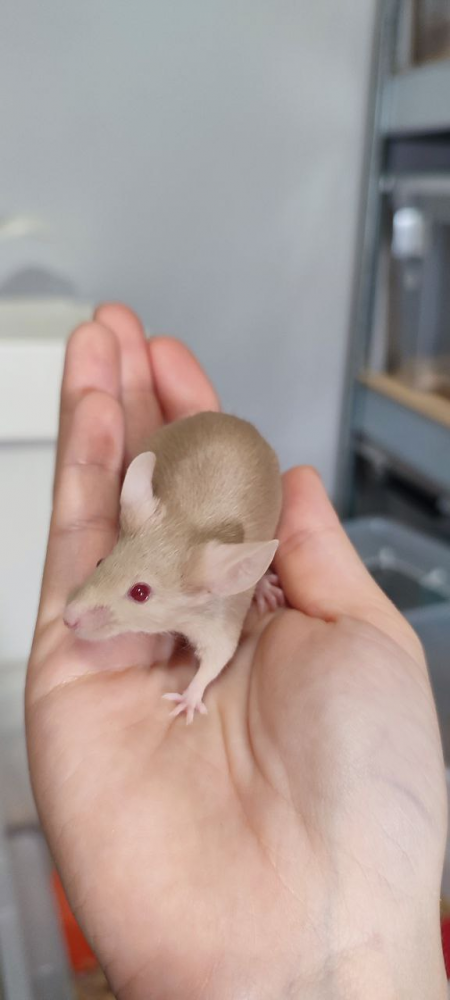 Fancy mouse Pet only Mus musculus 