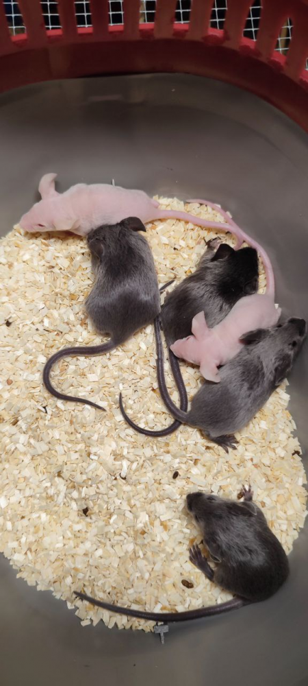 Fancy mouse Breeder Mus musculus 