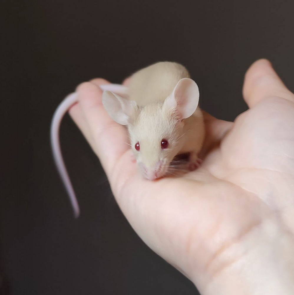 Fancy mouse Breeder Mus musculus 