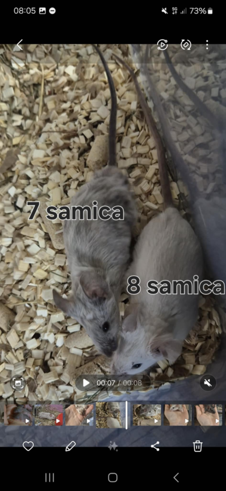 Fancy mouse Pet only Mus musculus 