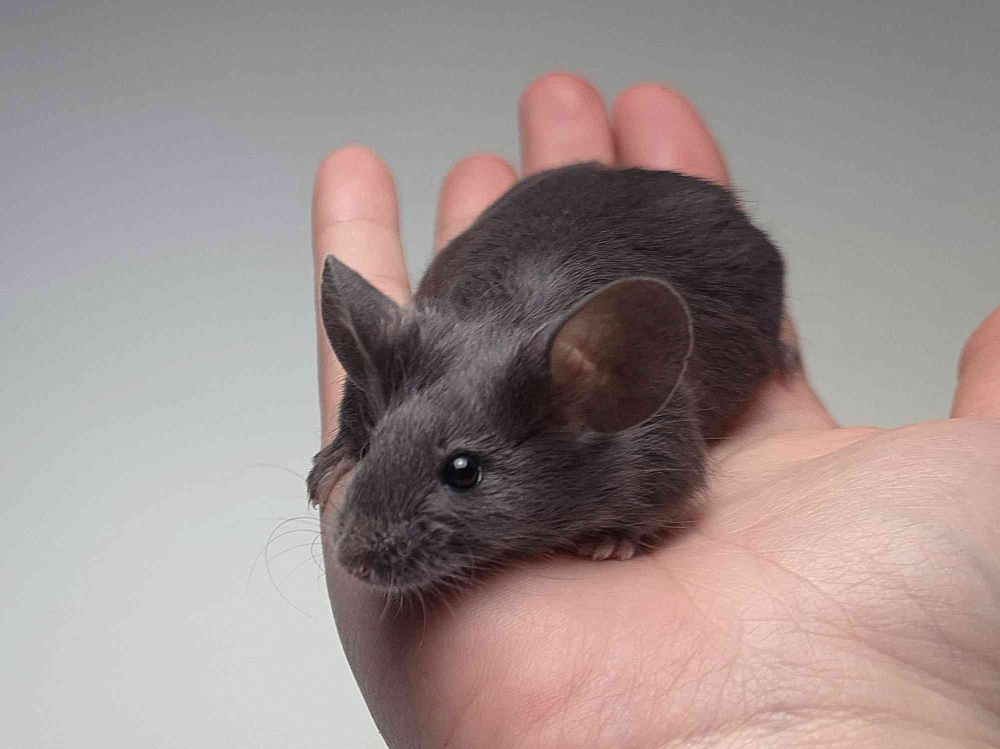 Fancy mouse Pet only Mus musculus 