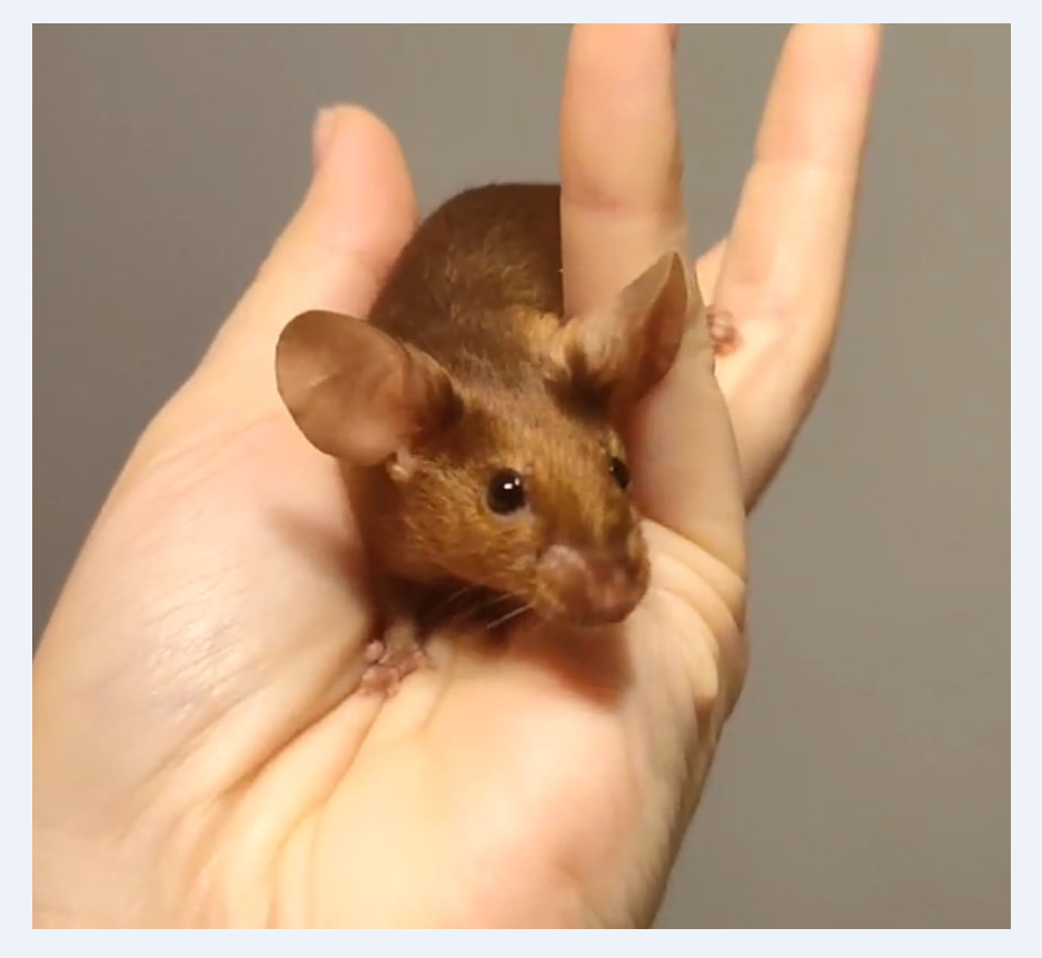 Fancy mouse Breeder Mus musculus 