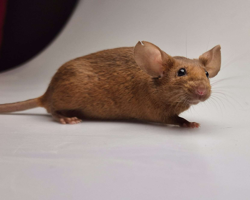 Fancy mouse Pet only Mus musculus 