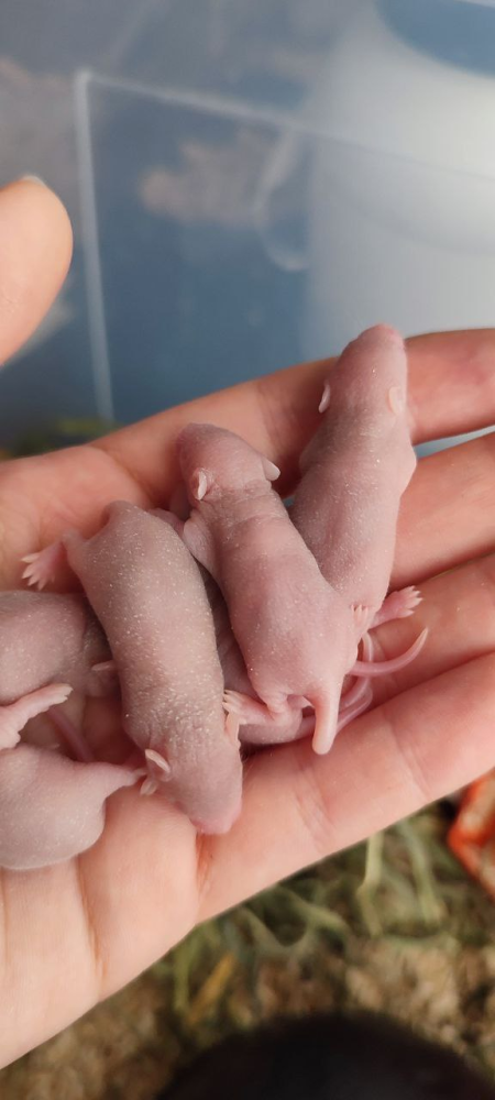 Fancy mouse Breeder Mus musculus 