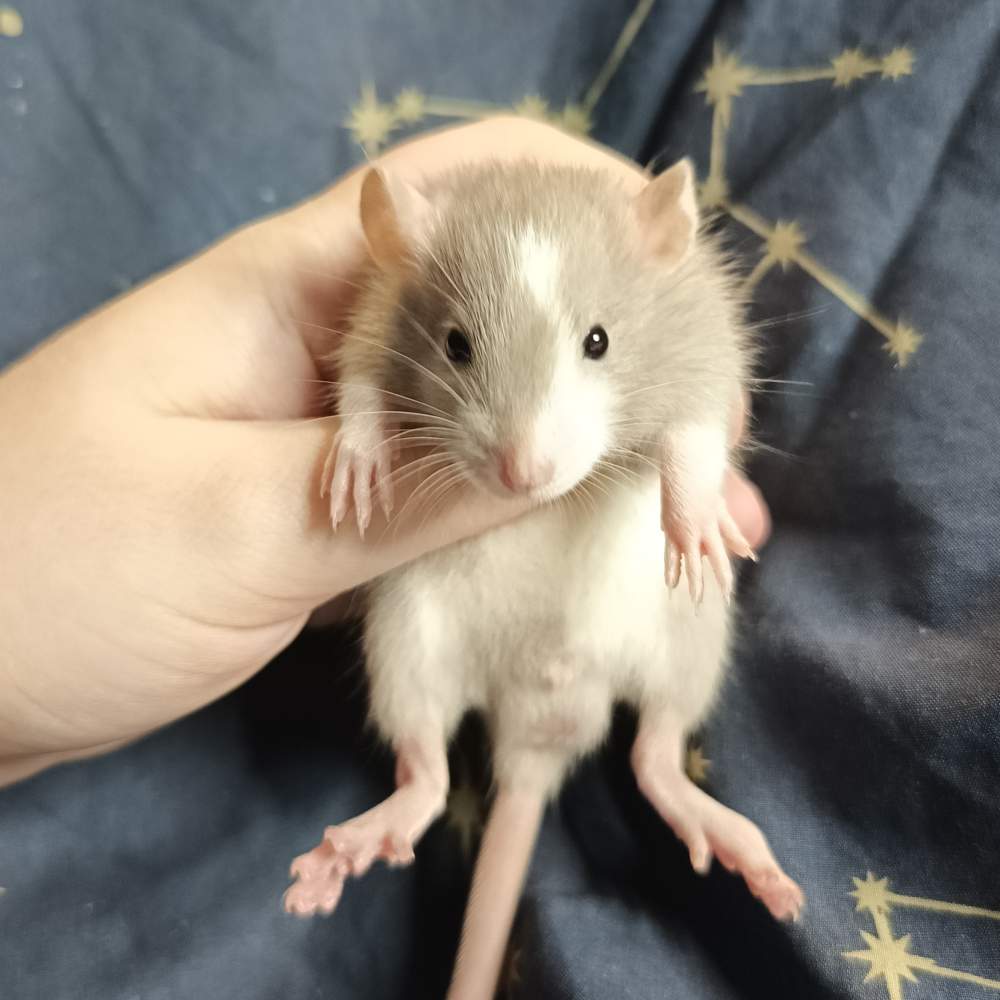 Fancy rat Pet only Rattus norvegicus 