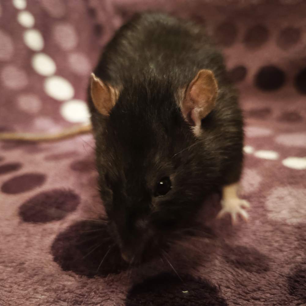 Fancy rat Retired Rattus norvegicus 