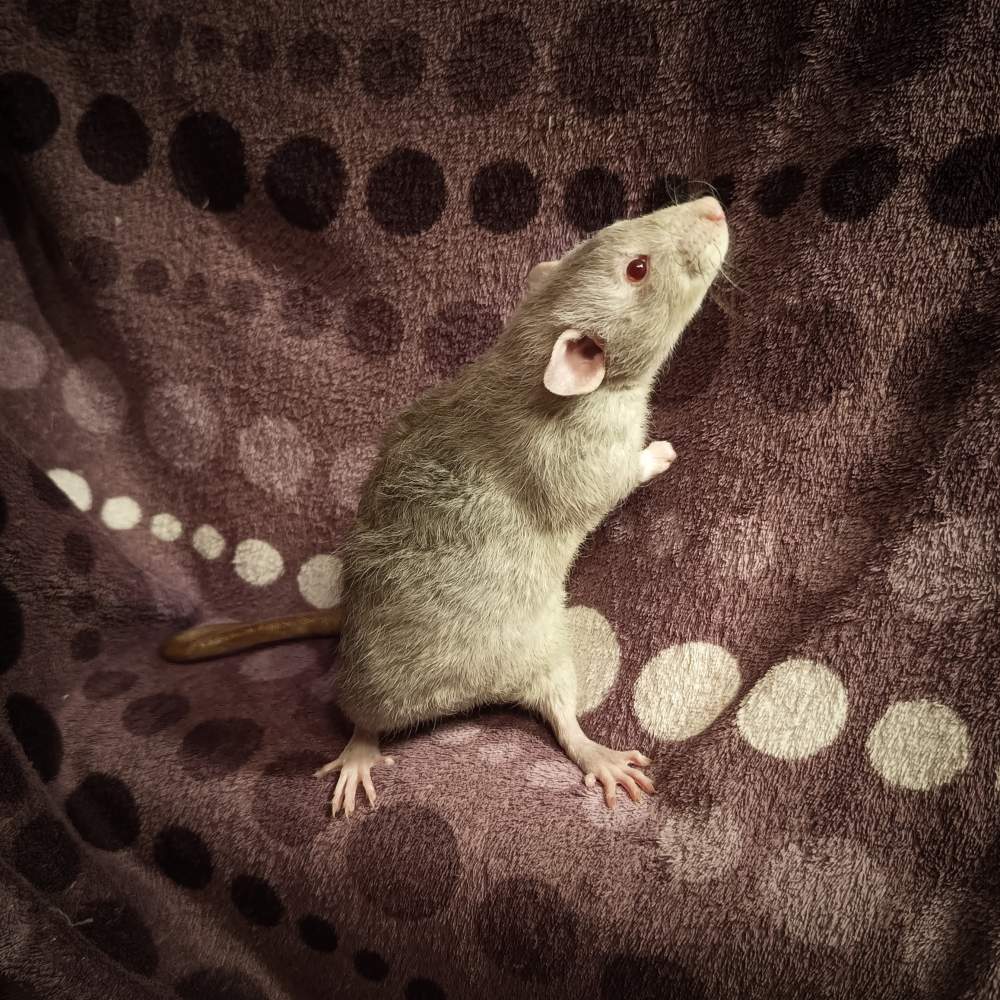 Fancy rat Pet only Rattus norvegicus 