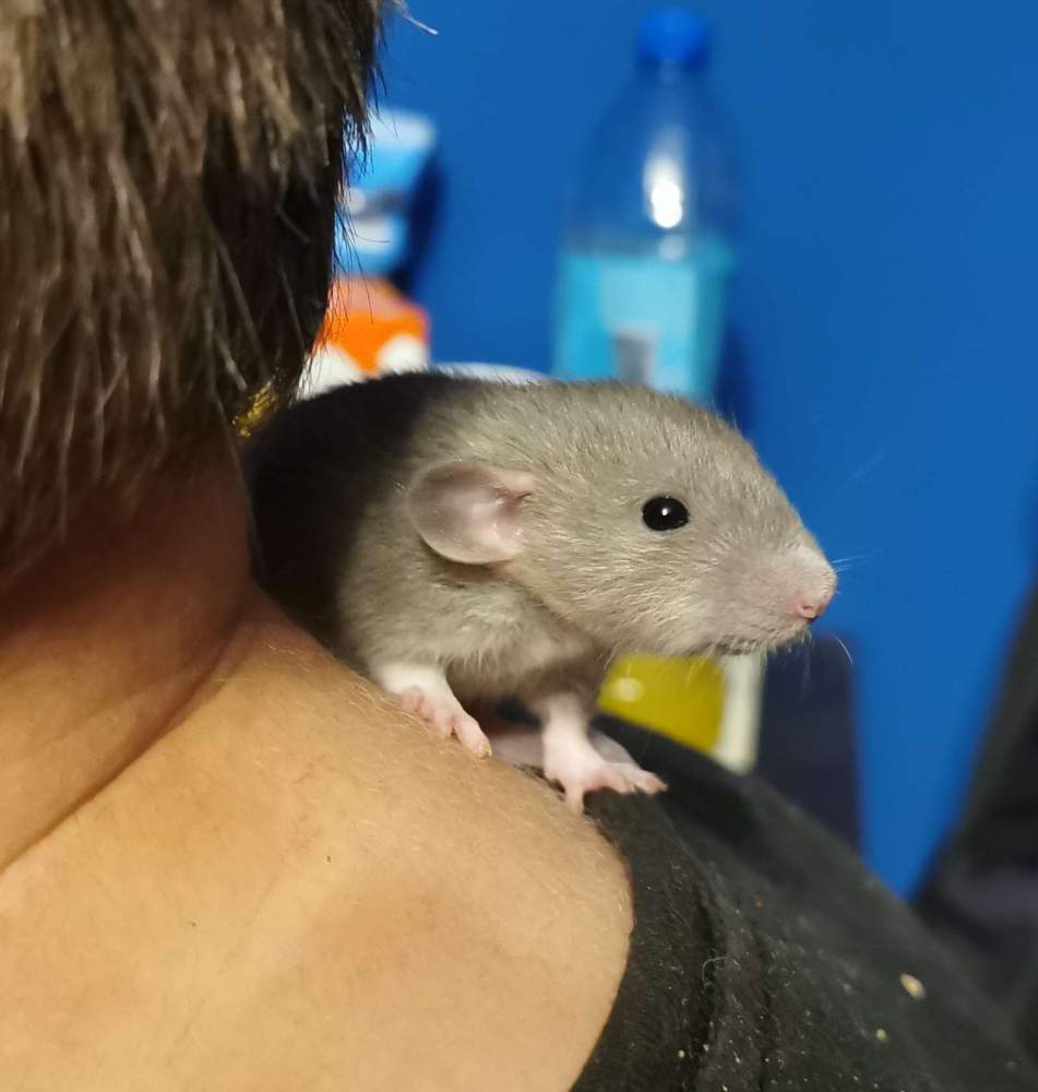 Fancy rat Rehomed Rattus norvegicus 