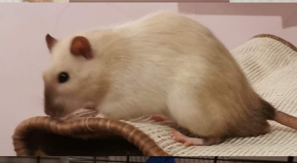 Fancy rat Owned by other Rattus norvegicus 