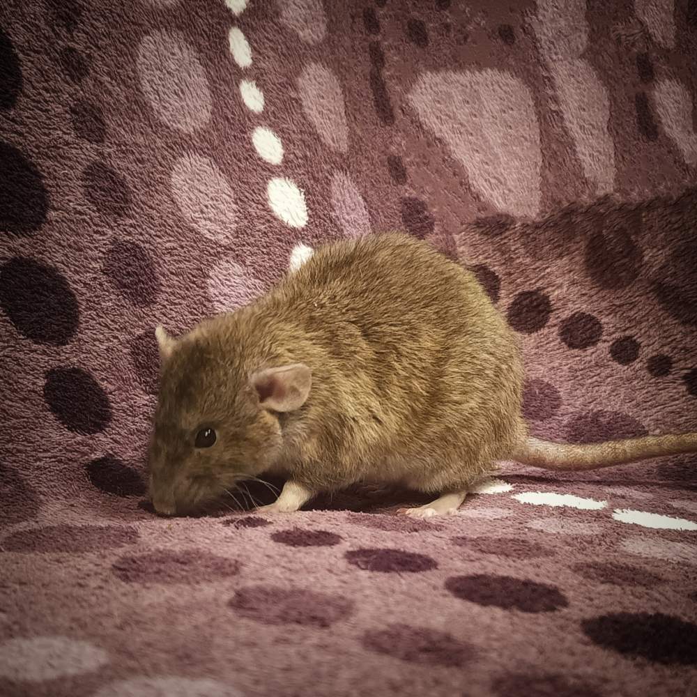 Fancy rat Retired Rattus norvegicus Poland, Reda