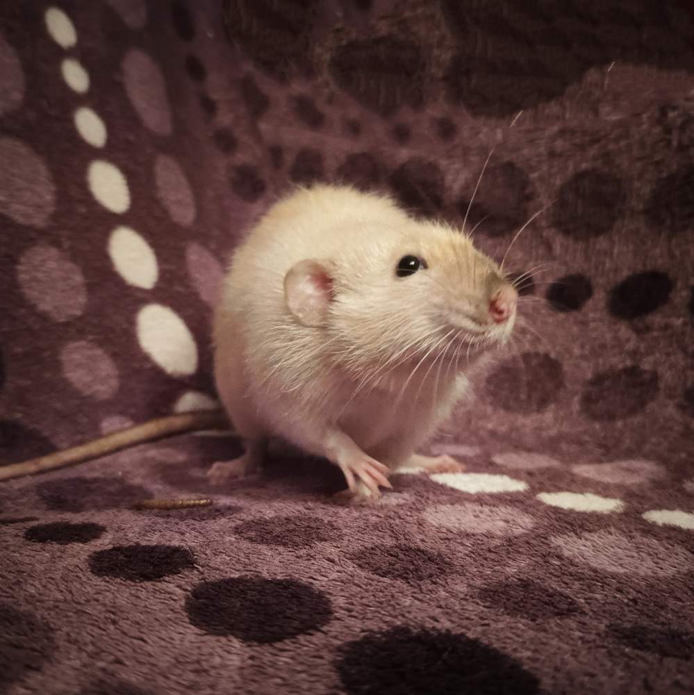 Fancy rat Deceased Rattus norvegicus Poland, Reda