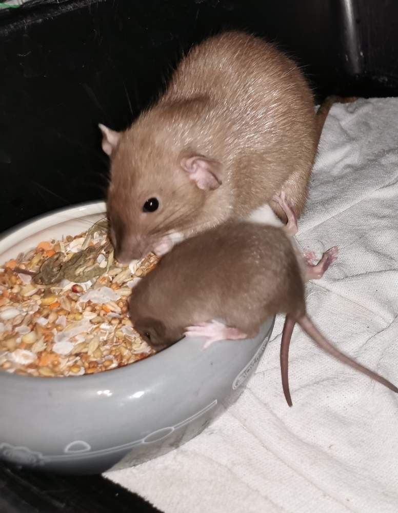 Fancy rat Breeder Rattus norvegicus 