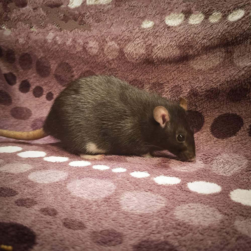 Fancy rat Retired Rattus norvegicus 