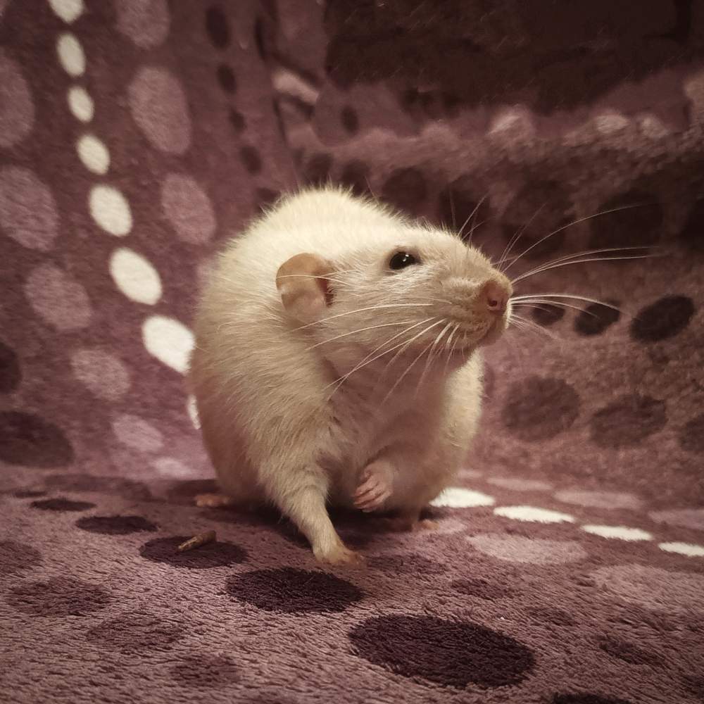 Fancy rat Deceased Rattus norvegicus Poland, Reda