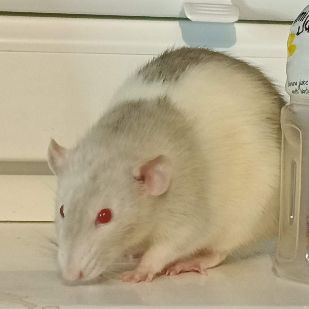 Fancy rat Retired Rattus norvegicus 