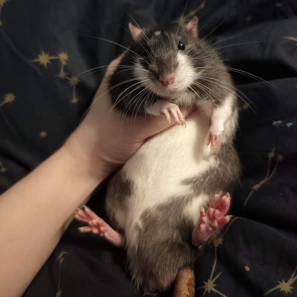Fancy rat Breeder Rattus norvegicus Poland, Reda