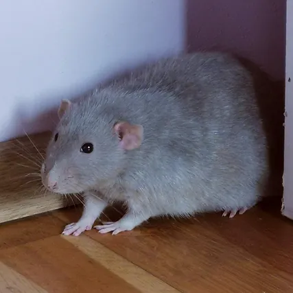 Fancy rat Deceased Rattus norvegicus 