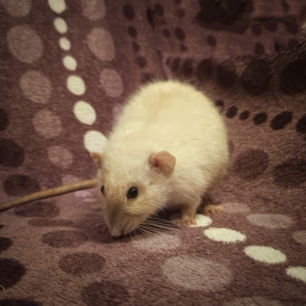 Fancy rat Deceased Rattus norvegicus Poland, Reda