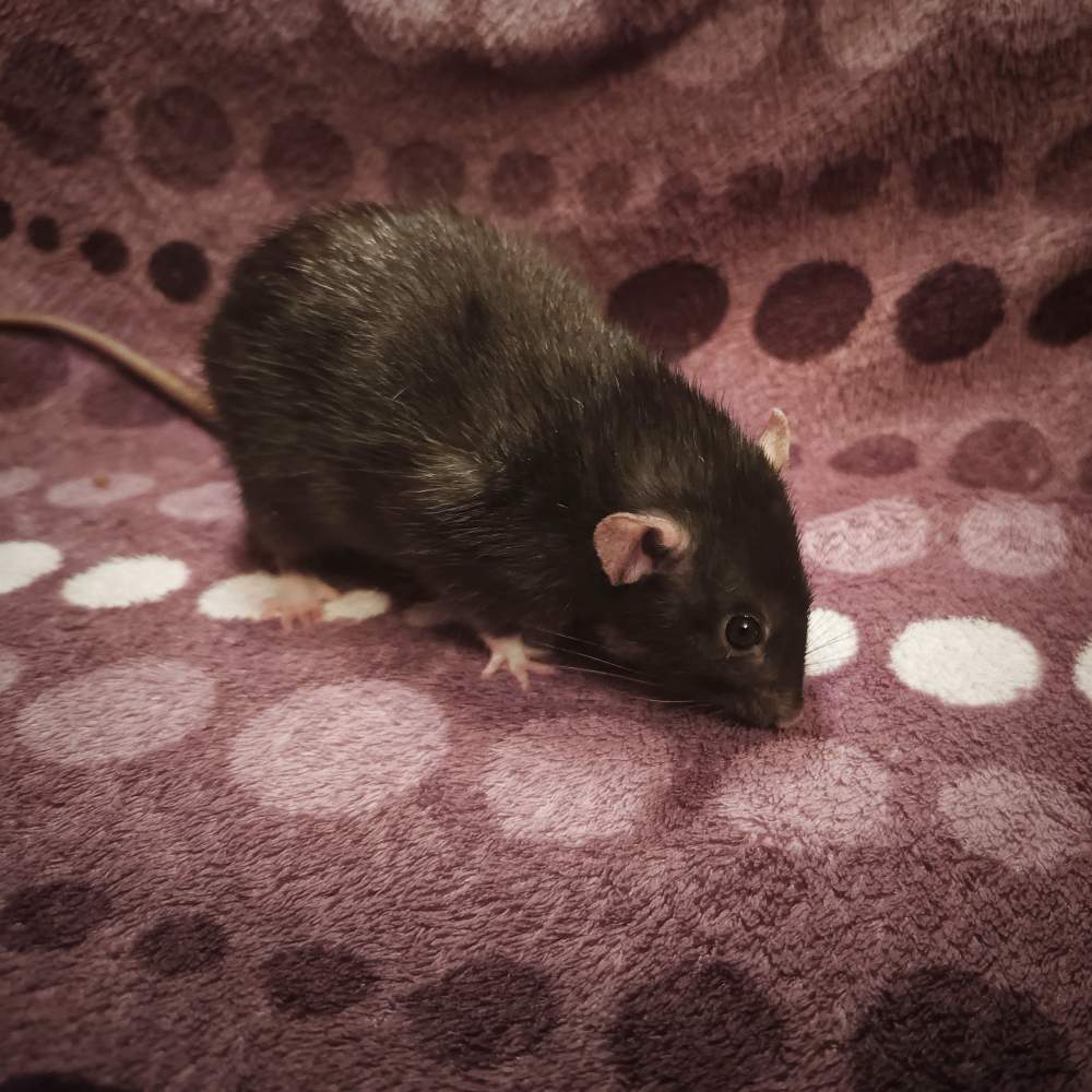 Fancy rat Retired Rattus norvegicus 