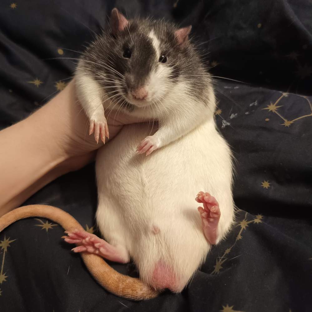 Fancy rat Breeder Rattus norvegicus Poland, Reda