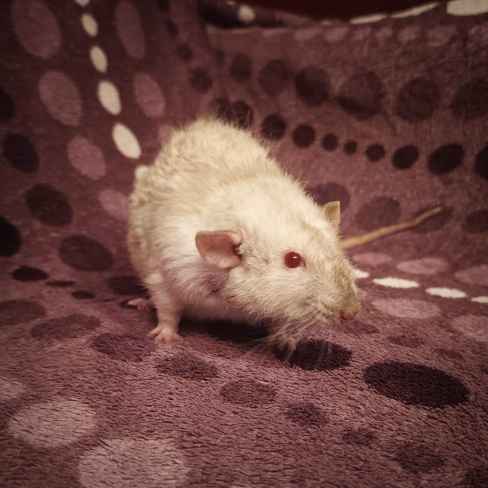 Fancy rat Breeder Rattus norvegicus Poland, Reda