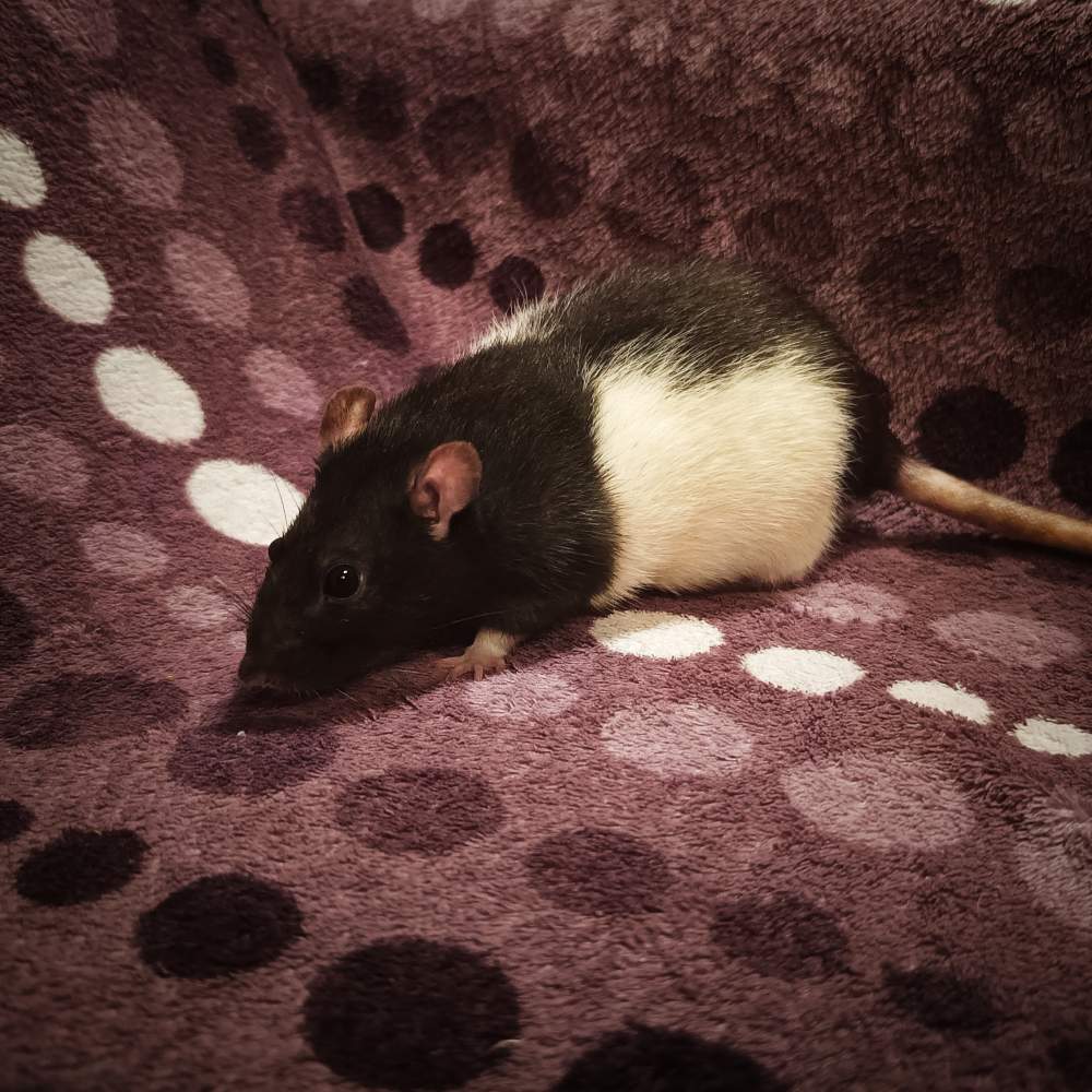Fancy rat Deceased Rattus norvegicus Poland, Reda
