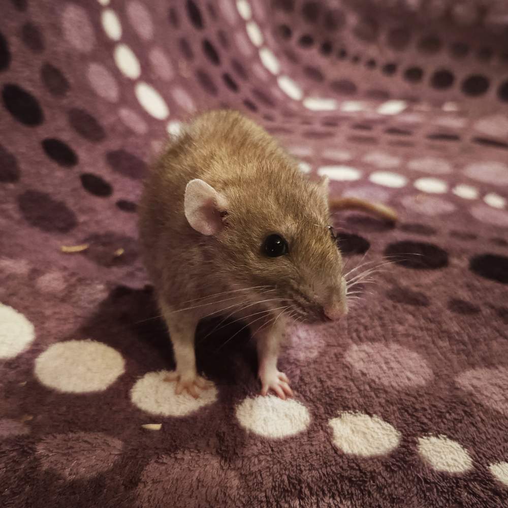 Fancy rat Deceased Rattus norvegicus Poland, Reda