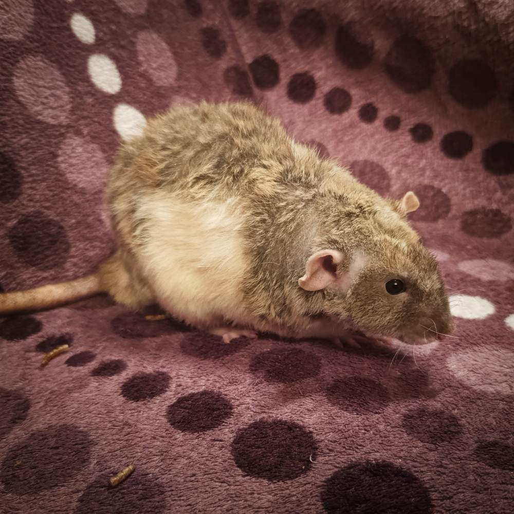 Fancy rat Deceased Rattus norvegicus 
