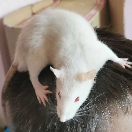 Fancy rat Breeder Rattus norvegicus 