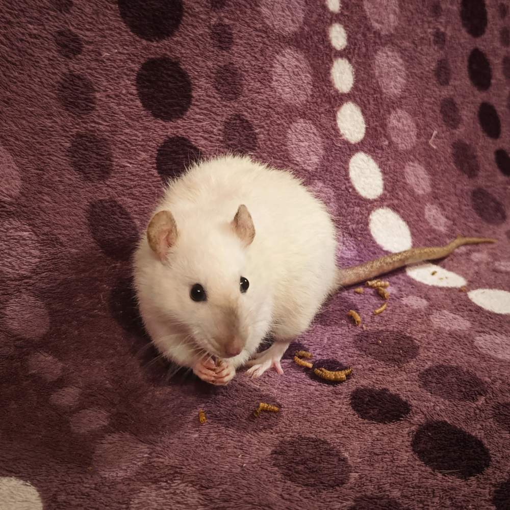 Fancy rat Retired Rattus norvegicus Poland, Reda