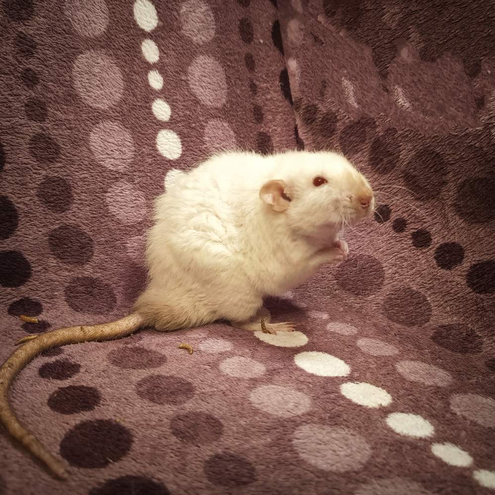 Fancy rat Deceased Rattus norvegicus Poland, Reda