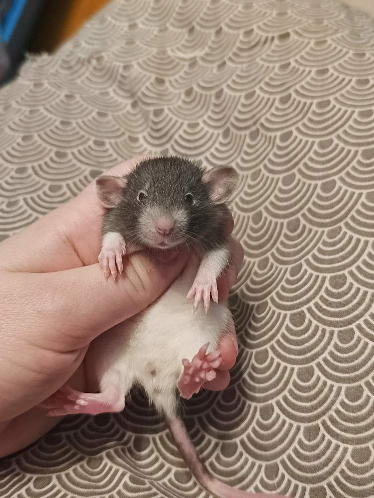 Fancy rat Breeder Rattus norvegicus 
