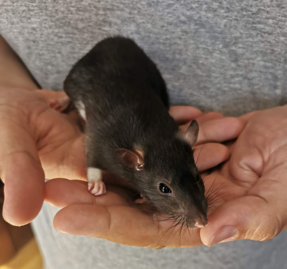 Fancy rat Breeder Rattus norvegicus 