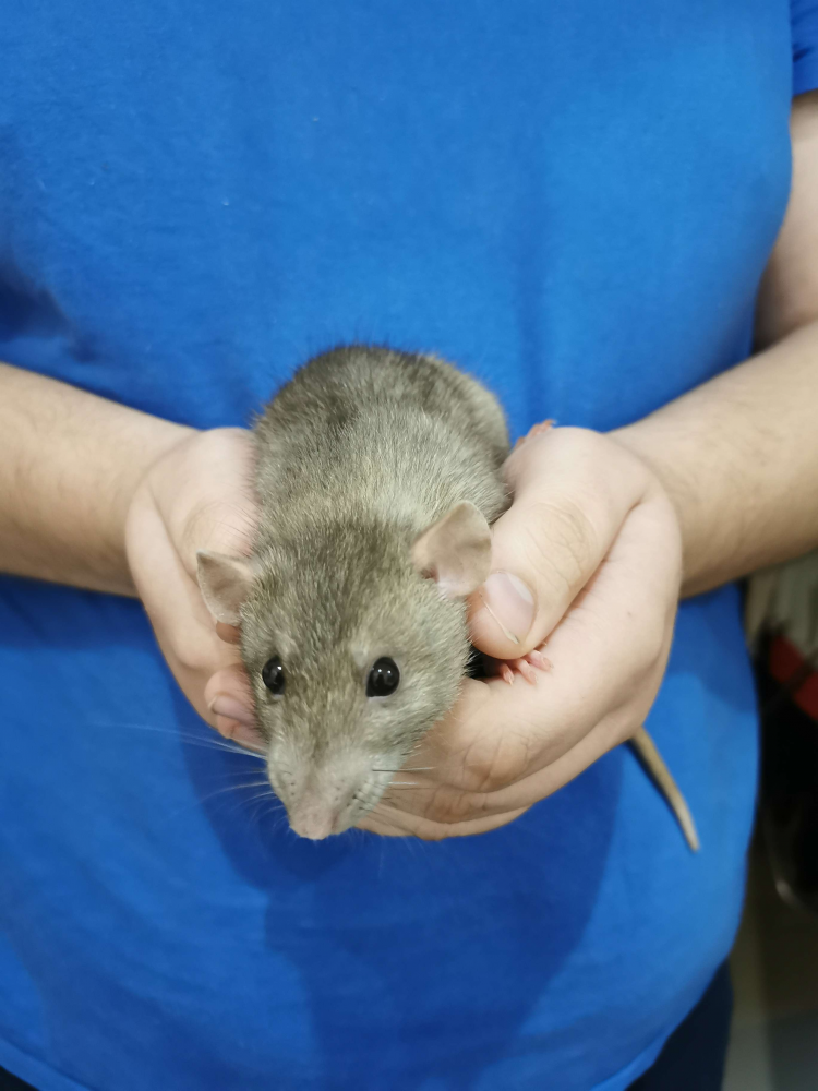 Fancy rat Deceased Rattus norvegicus Poland, Reda