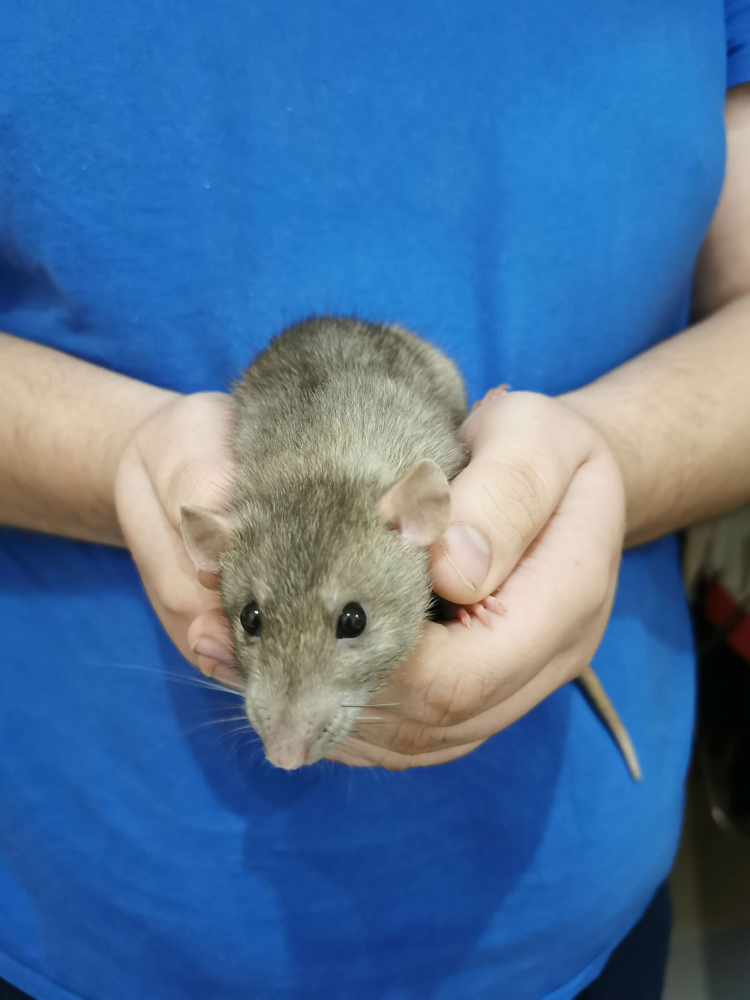 Fancy rat Deceased Rattus norvegicus 