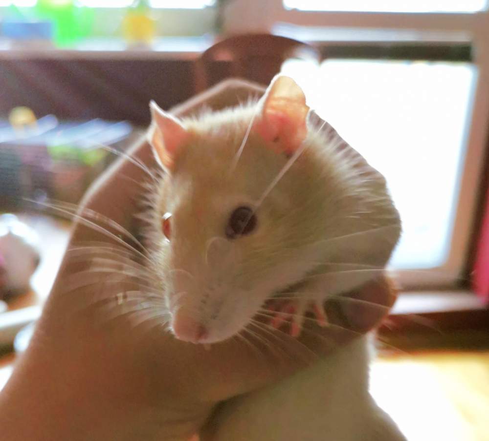 Fancy rat Retired Rattus norvegicus 