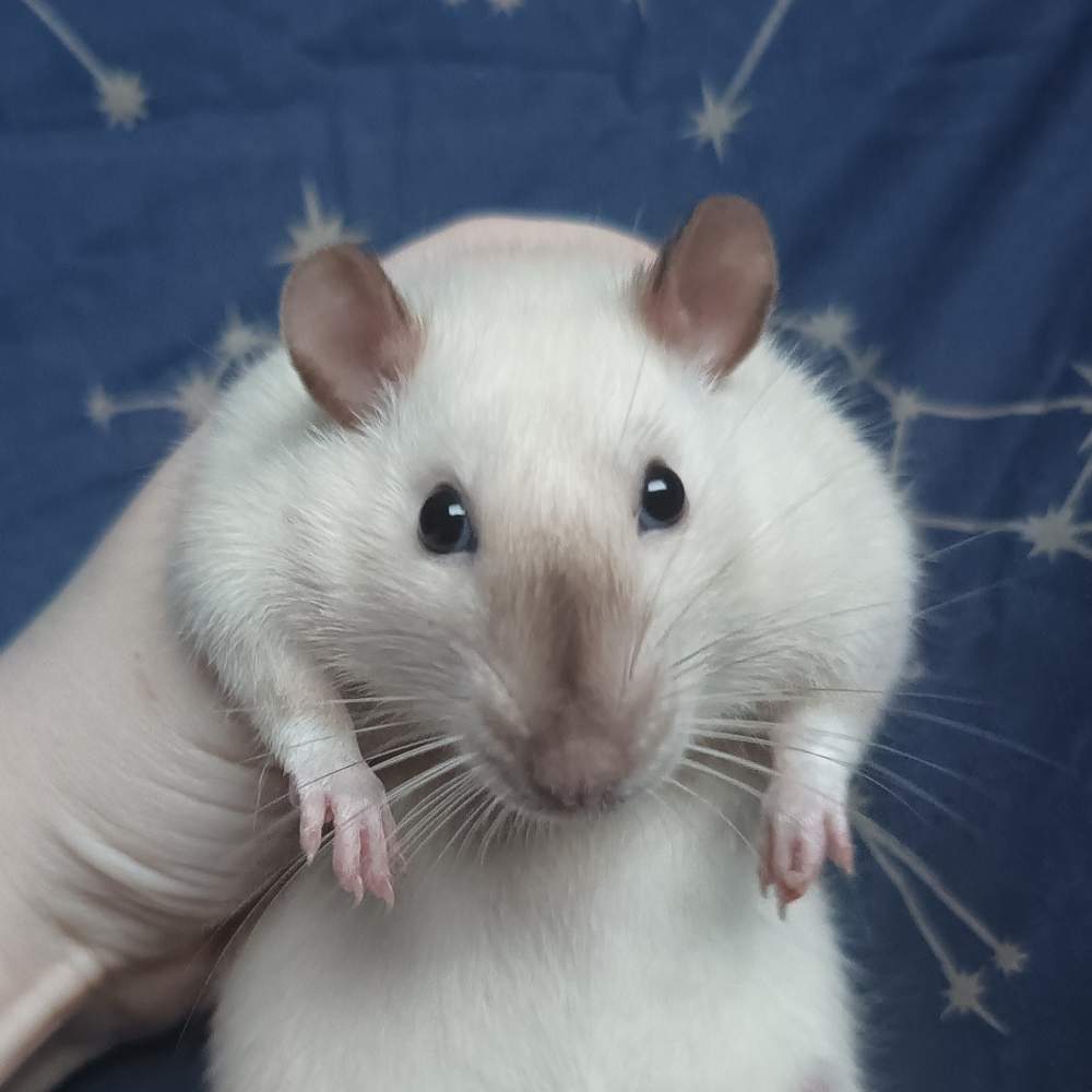 Fancy rat Breeder Rattus norvegicus 