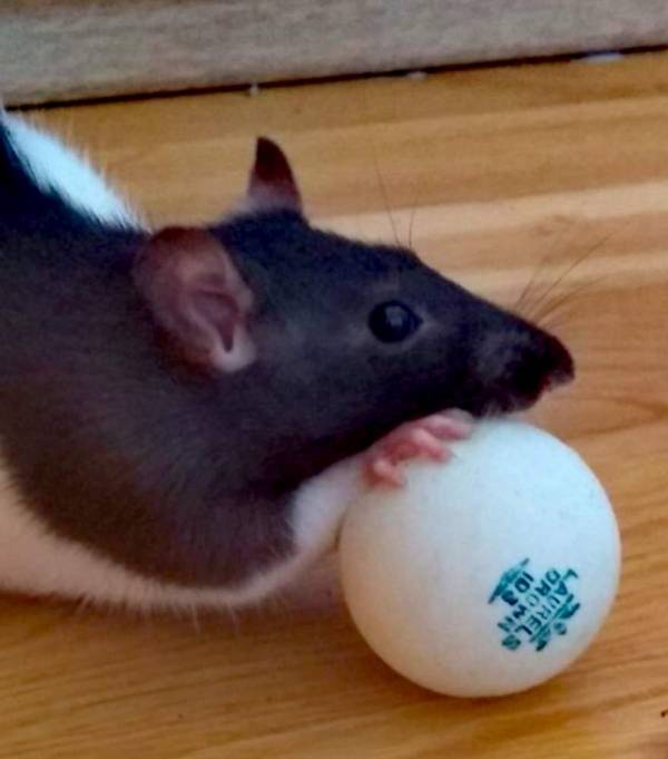 Happy Rats Hobby breeder