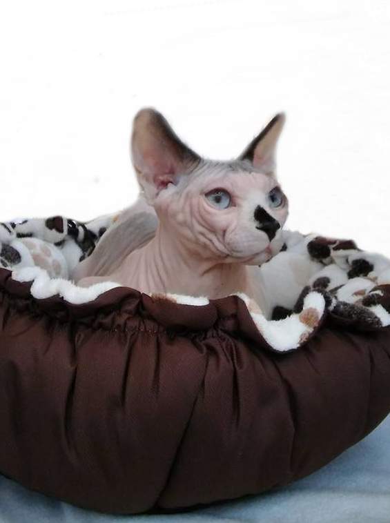 Sphynx cat Breeder Felis silvestris catus Hungary, Nagyvenyim