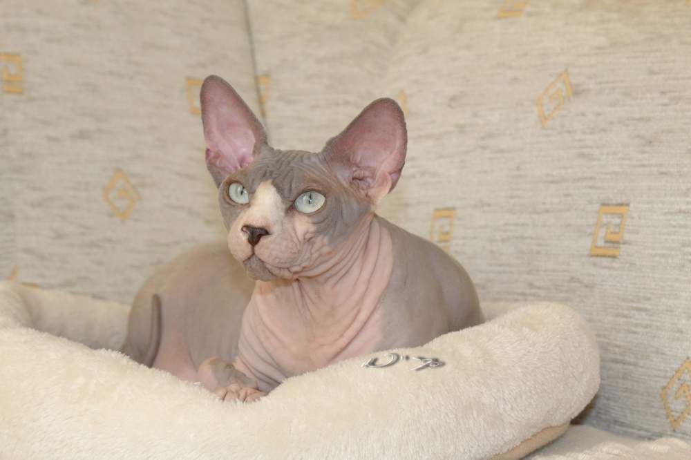 Sphynx cat Breeder Felis silvestris catus Hungary, Nagyvenyim