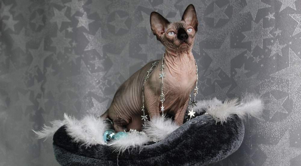 Sphynx cat Breeder Felis silvestris catus Hungary, Nagyvenyim