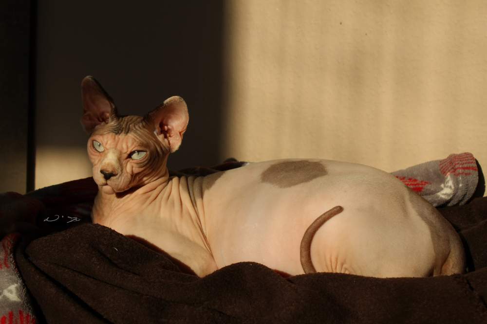 Sphynx cat Breeder Felis silvestris catus Hungary, Nagyvenyim