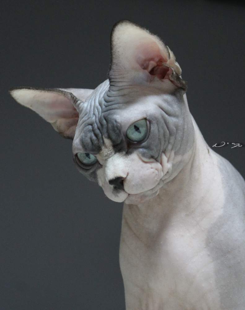 Sphynx cat Breeder Felis silvestris catus Hungary, Nagyvenyim