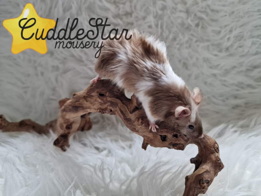 Fancy mouse Pet only Mus musculus 