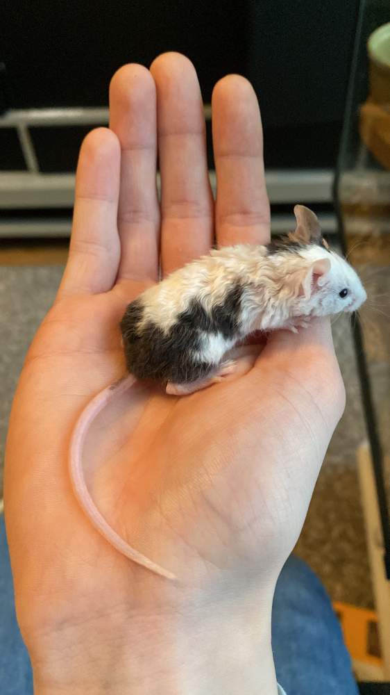 Fancy mouse Pet only Mus musculus 